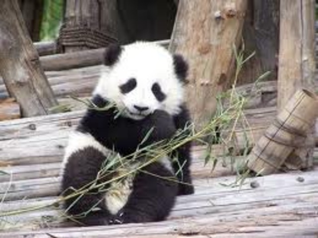 Panda is now purely eating bamboo, and gets food for itself.