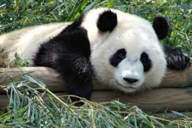 At 2  years old, the panda bear leaves its mother and begins life alone.