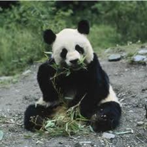 at 6 years, the panda bear is now fully grown and will spend most of its day eating bamboo.