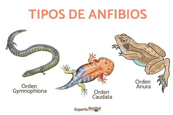 Era de anfibios