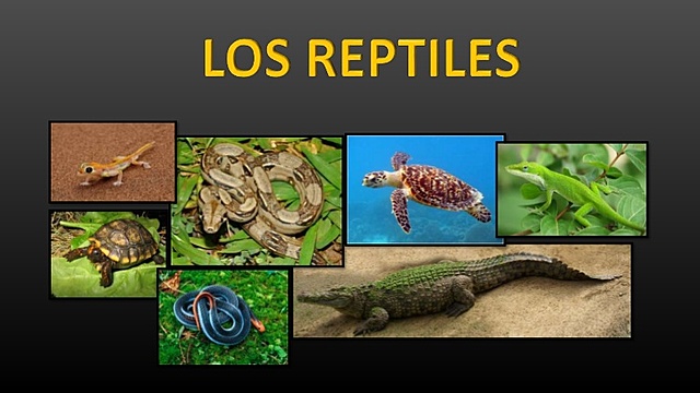 Era de reptiles