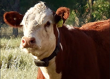 Cattle technology advancements