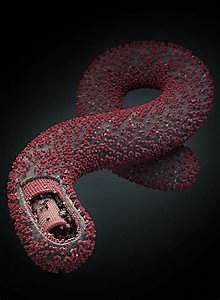 Identificación del virus del Ebola
