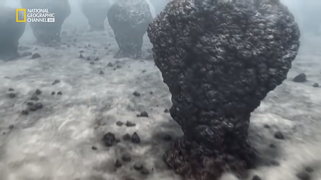 7.Evolución acuatica