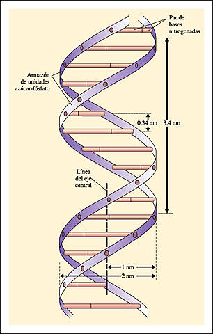 Descubrimiento de la estructura molecular del ADN