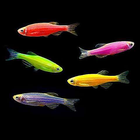 PEZ GLOFISH
