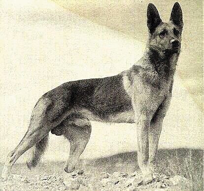 Rin Tin Tin