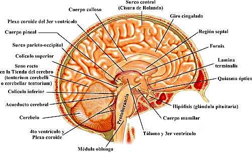 Aumento de los conocimientos sobre la anatomía cerebral.