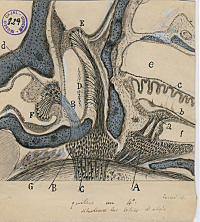 Ramón y Cajal (España) dibuja algunos de los primeros dibujos anatómicos del oído humano (oído externo, medio, interno)