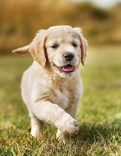 having 2 puppies from my dog