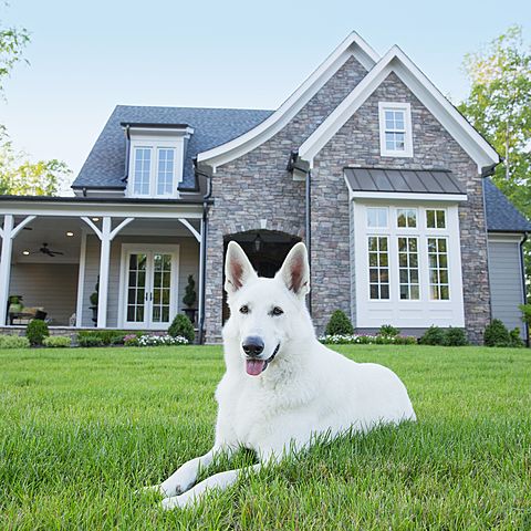 Buy a house and a dog