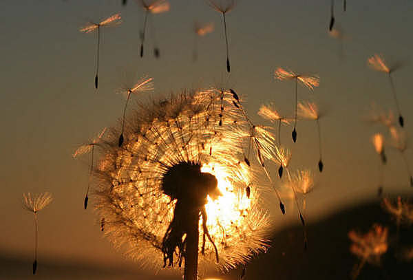 14.Evolución vegetal