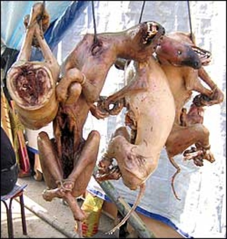 Rose eats her 1000th dog