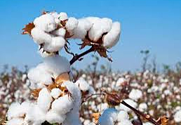 The Heal of Cotton