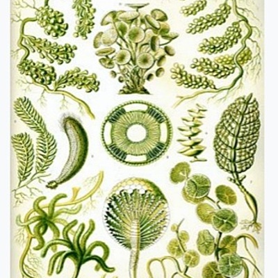 Timeline: Биология