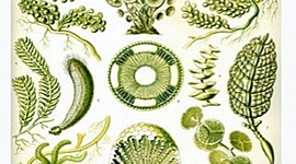 Timeline: Биология