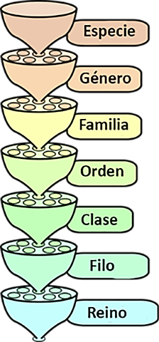 Empirista CAESALPINO