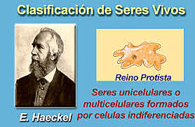 Creación de el reino protista