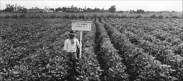 Entra la soja a Argentina