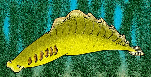 Haikouella lanceolata