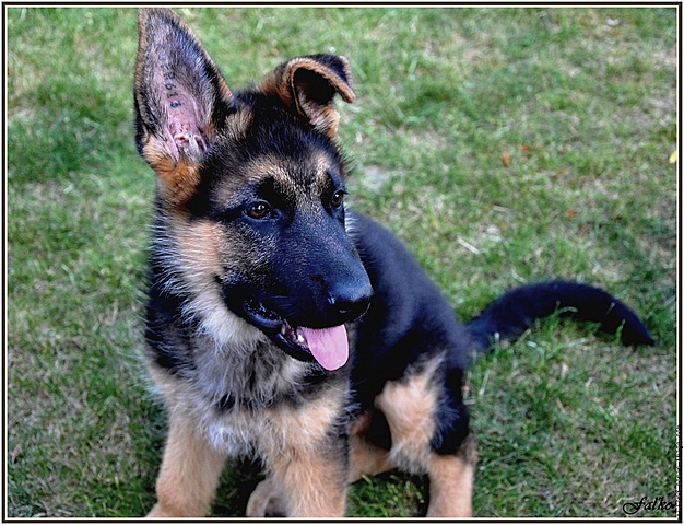 mon premier chien (butch)