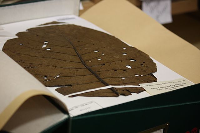 Regalo del Jardín Botánico de Madrid