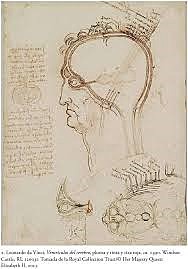 La Teoría ventricular de Galeno