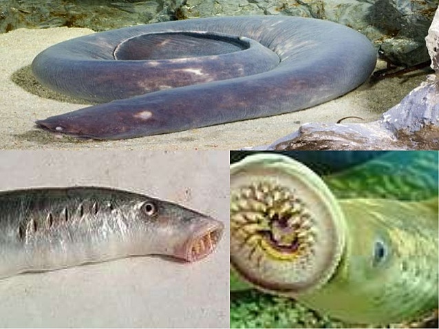 craniados sem mandíbula "agnatas" atuais