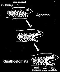 craniados com mandíbula