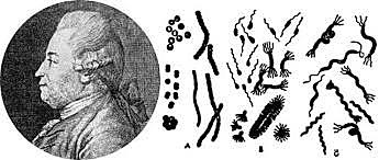 Múller describe la primera clasificacion de bacterias