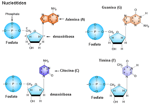 Miescher descubre los ácidos nucleicos