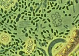 Beijererinck aisla bacterias de los modulos radiculares