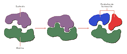 Buchner prepara un extracto de levadura que realiza la fermentación.