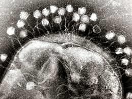 D´Herelle y Twort descubren virus de bacterias