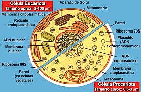 Chatton clasifica los microorganismos vivos en procariotas y eucariotas.