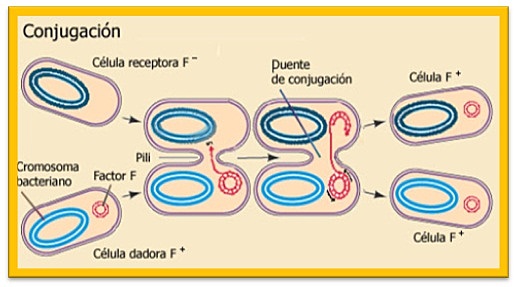 Lederberg y Tatum describen la conjugación bacteriana.