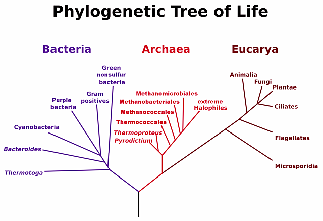 Wouse y Fox reconocen a las archeas como un grupo microbiano distinto.
