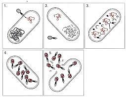 Descubrimiento de que vibrio cháleme contiene dios cromosomas independientes