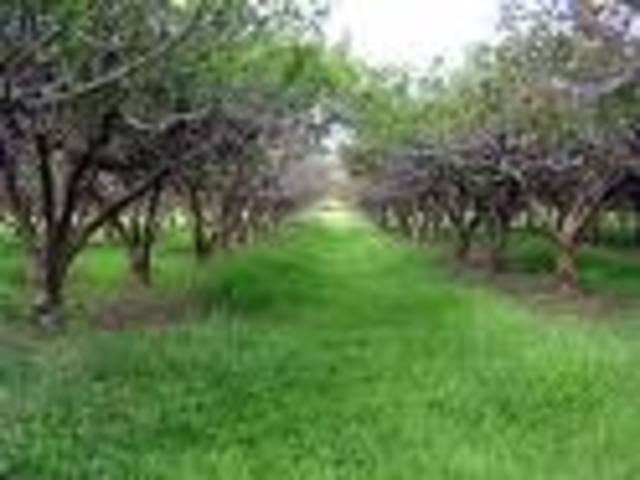 Sampath moved to a guava tree.