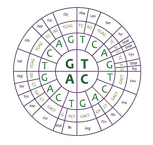 Mathaei & all: il codice genetico