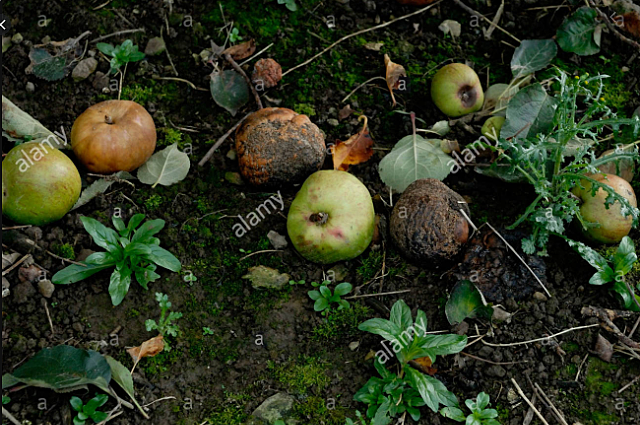Rotting food