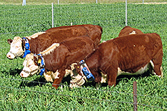 Everything But the Moo