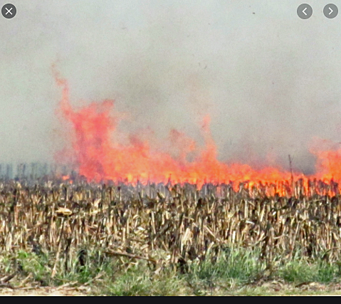 corn burns