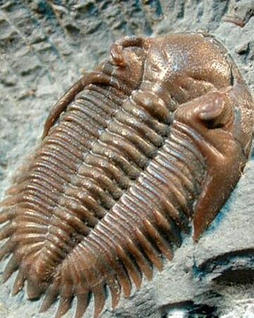 Trilobitas