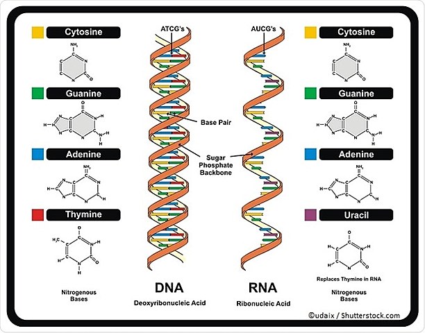 World of RNA