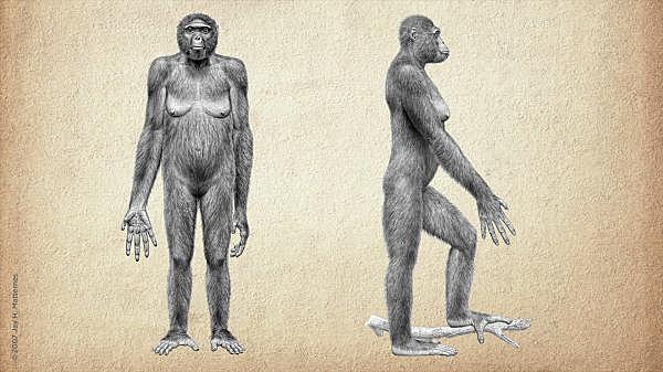 Encuentro de los primeros hominidos bipedos