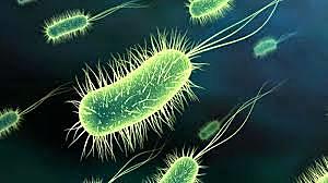 C. LAVERAN Investiga sobre el papel de los protozoos en enfermedades