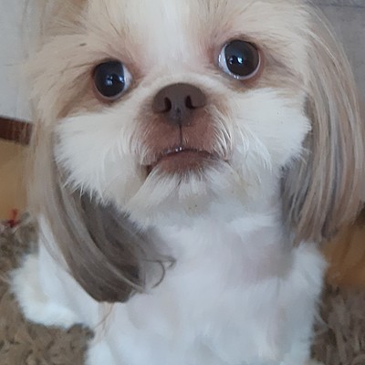 Timeline: Minu koer Njusha