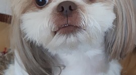 Timeline: Minu koer Njusha