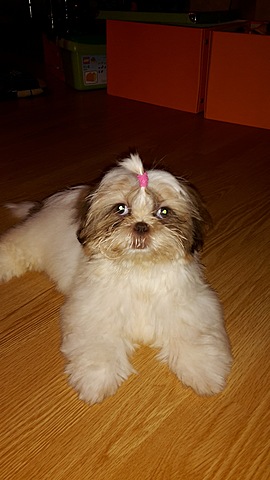 Me ostsime Njushat!!!